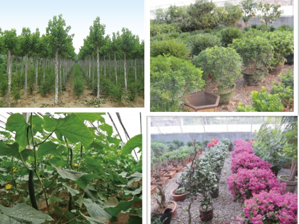 孝里苗圃生態基地